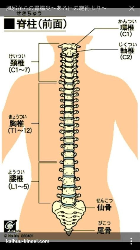 腰椎 英語|腰椎